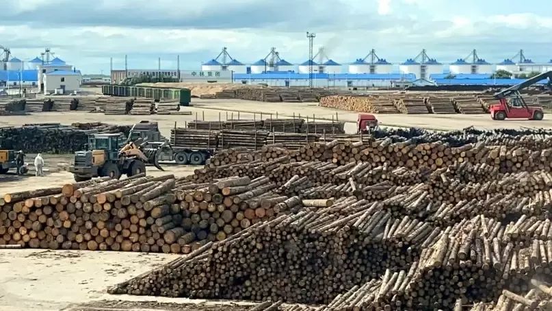 中国刺激消费措施提振木材市场，全球木材指数增长！
